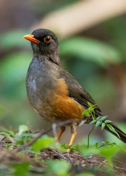 A forest thrush with a grey head, orange bill and rufous-orange underparts standing on the forest floor in the Usambaras