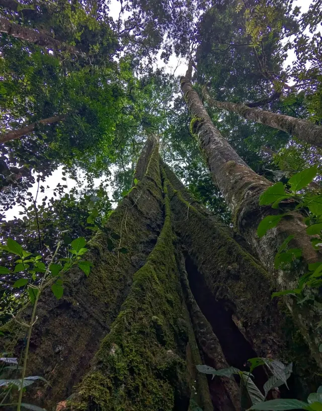 Looking up the moss-covered buttress roots of a towering tree to the green canopy of the Magamba rain forest